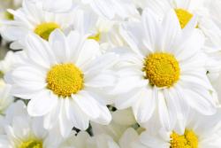 Fototapeter - Prästkrage Blomma