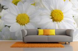 Fototapeter - Prästkrage Blomma