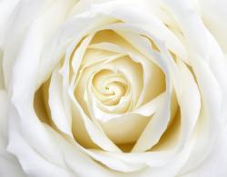 Fotomurales - Rosa
