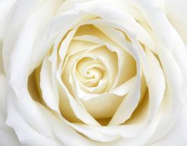 Wall Murals - White Rose