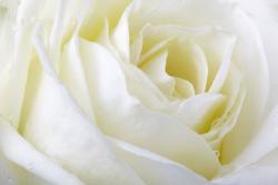 Wall Murals - White Rose