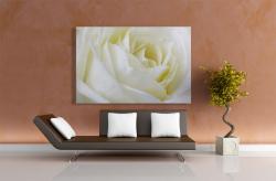 Wall Murals - White Rose