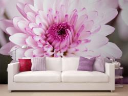 Dahlia Flower