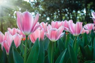 Fototapeten - Tulpen
