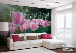 Tulipaner