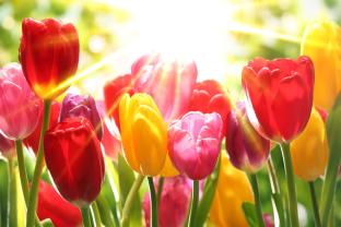 Papier Peint Photo - Tulipes
