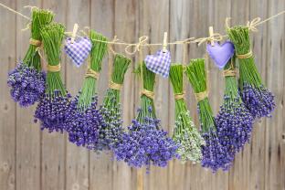 Fotomurales - Flores Lavanda