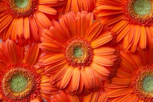 Murais de Parede - Gerbera