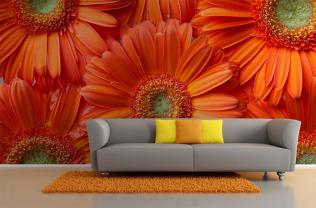 Gerbera