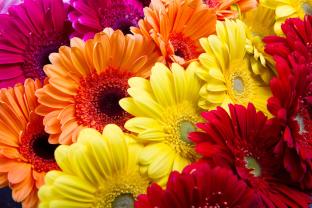 Fotomurali - Gerbera
