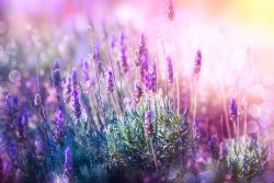 Fototapeter - Lavendel Blommor