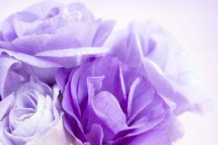 Wall Murals - Purple Flower