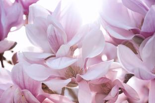 Murais de Parede - Flor Magnolia
