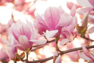 Fototapeten - Magnolien-Blume