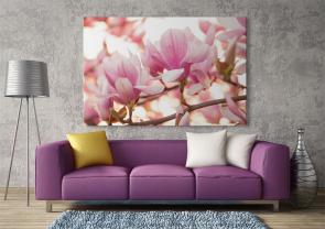Fototapeten - Magnolien-Blume