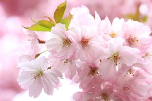 Fototapeter - Körsbärsblommans