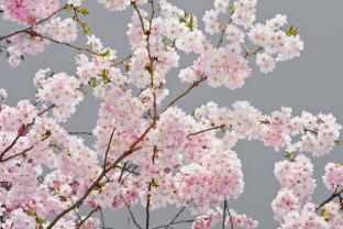 Fototapet - Kirsebærblomster