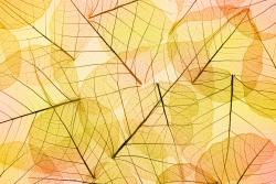 Fototapeten - Herbstlaub