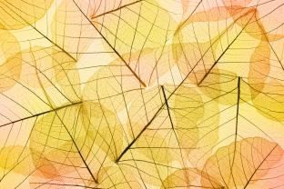 Fotobehang - Herfstbladeren