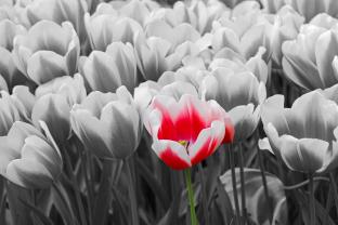 Wall Murals - Tulips