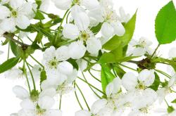 Wall Murals - Apple Tree Flower
