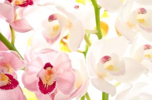 Fotomurales - Orquídeas