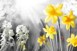 Fotobehang - Lente