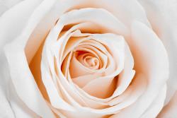 Fototapet - Blomster Rose