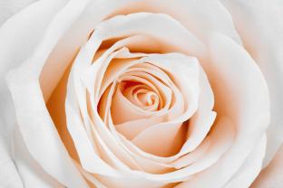 Murais de Parede - Rosa Branca Flor