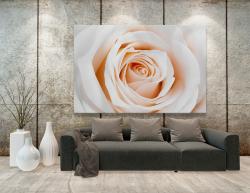 Fototapet - Blomster Rose