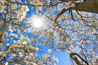 Fotobehang - Magnolia Bloem