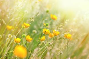 Fototapeten - Frühling