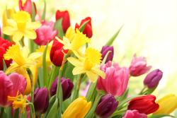 Wall Murals - Tulips