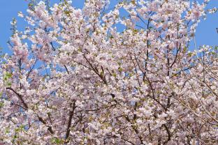 Fototapet - Magnolia Blomst