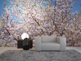 Magnolia Bloem