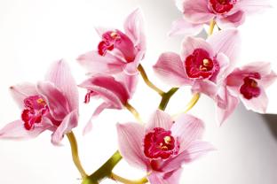 Fotobehang - Orchideeën
