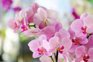 Fotomurales - Orquídeas