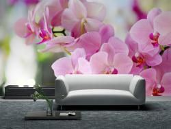 Pink Orchids