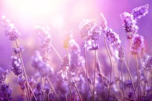 Fotomurales - Flores Violeta