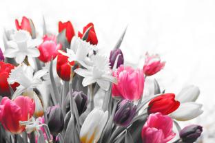 Fotobehang - Tulpen