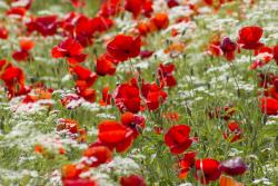 Wall Murals - Poppies
