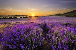 Fototapeter - Lavendel Blommor