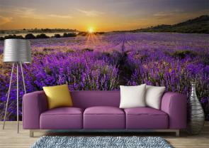 Flores Lavanda