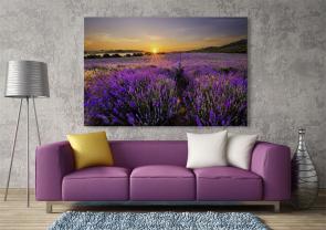 Fototapeter - Lavendel Blommor
