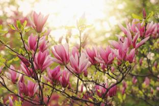 Fotobehang - Magnolia Bloem
