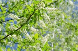 Fotomurali - Fiori di Ciliegio