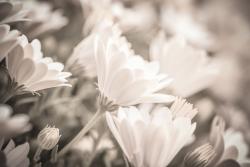 Fototapeter - Prästkrage Blomma