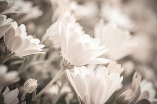 Fototapet - Tusenfryd Blomst