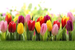 Wall Murals - Tulips Garden