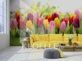 Tulipaner Have